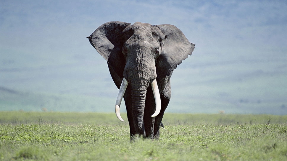 gray elephant on green grass during daytime HD wallpaper